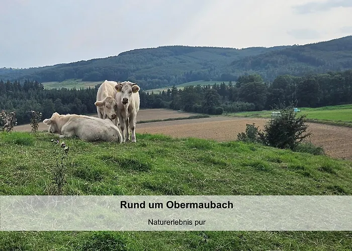 Tobi's Eifelhaus Hébergement de vacances Kreuzau
